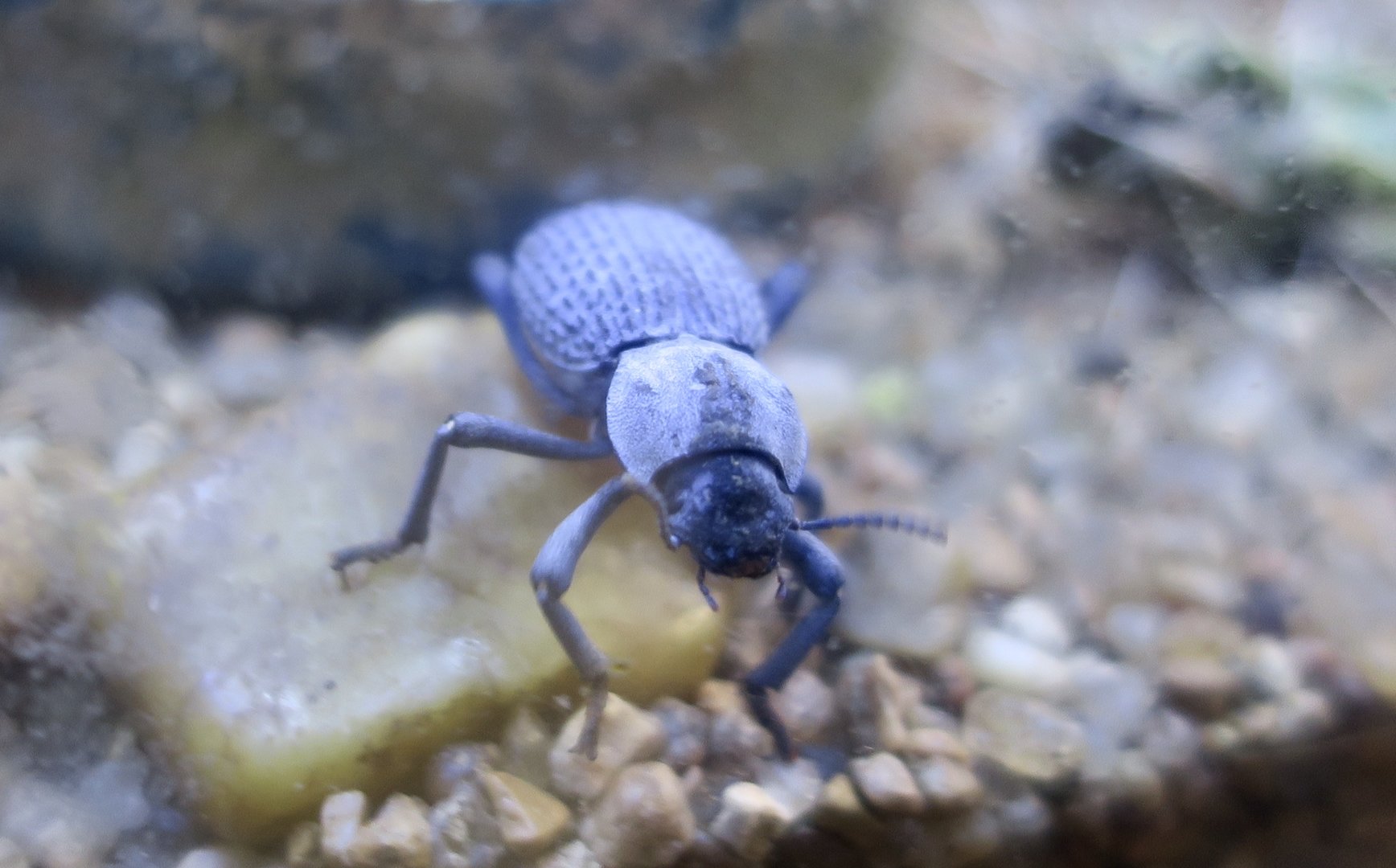 Blue Death-Feigning Beetle (Asbolus verrucosus)