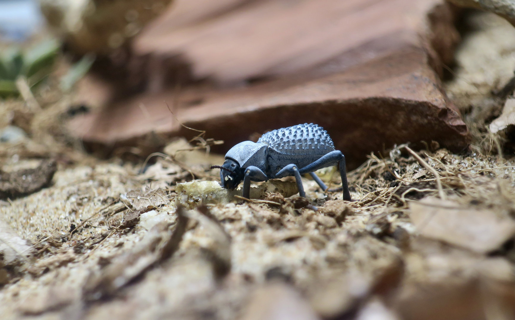 Blue Death-Feigning Beetle (Asbolus verrucosus)