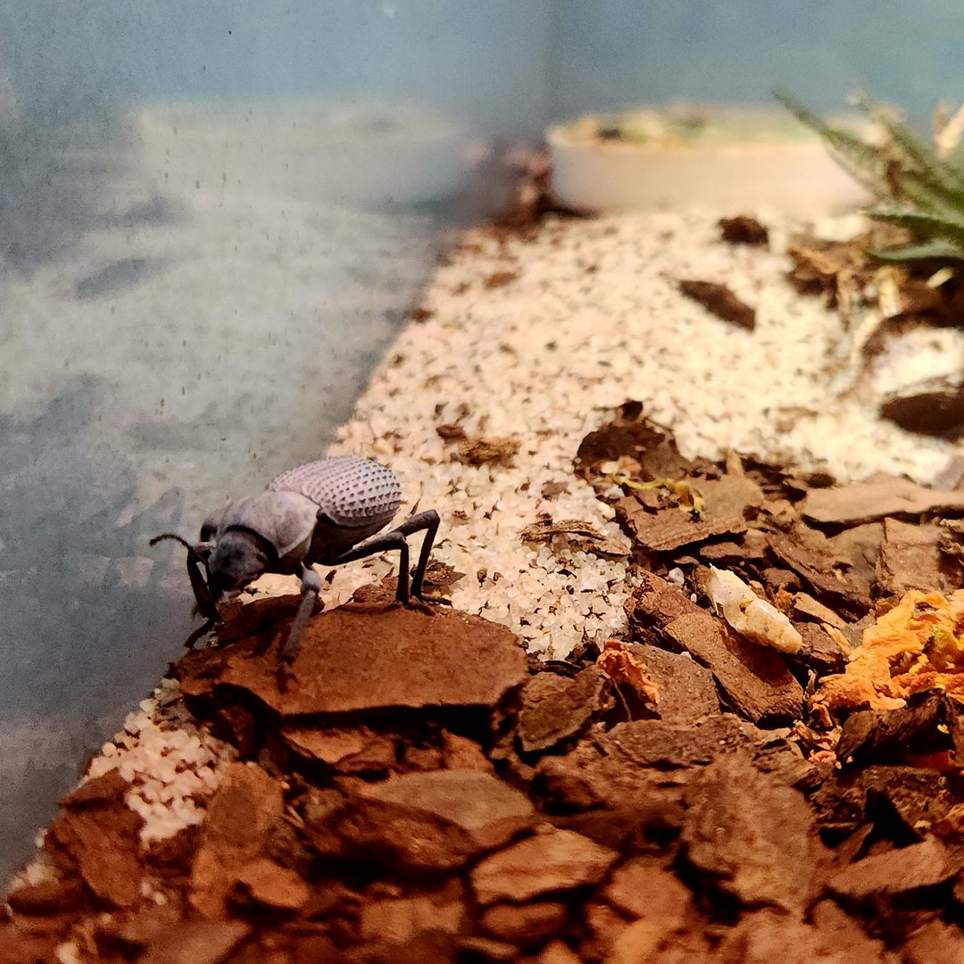 Blue Death Feigning Beetle (Asbolus verrucosus)
