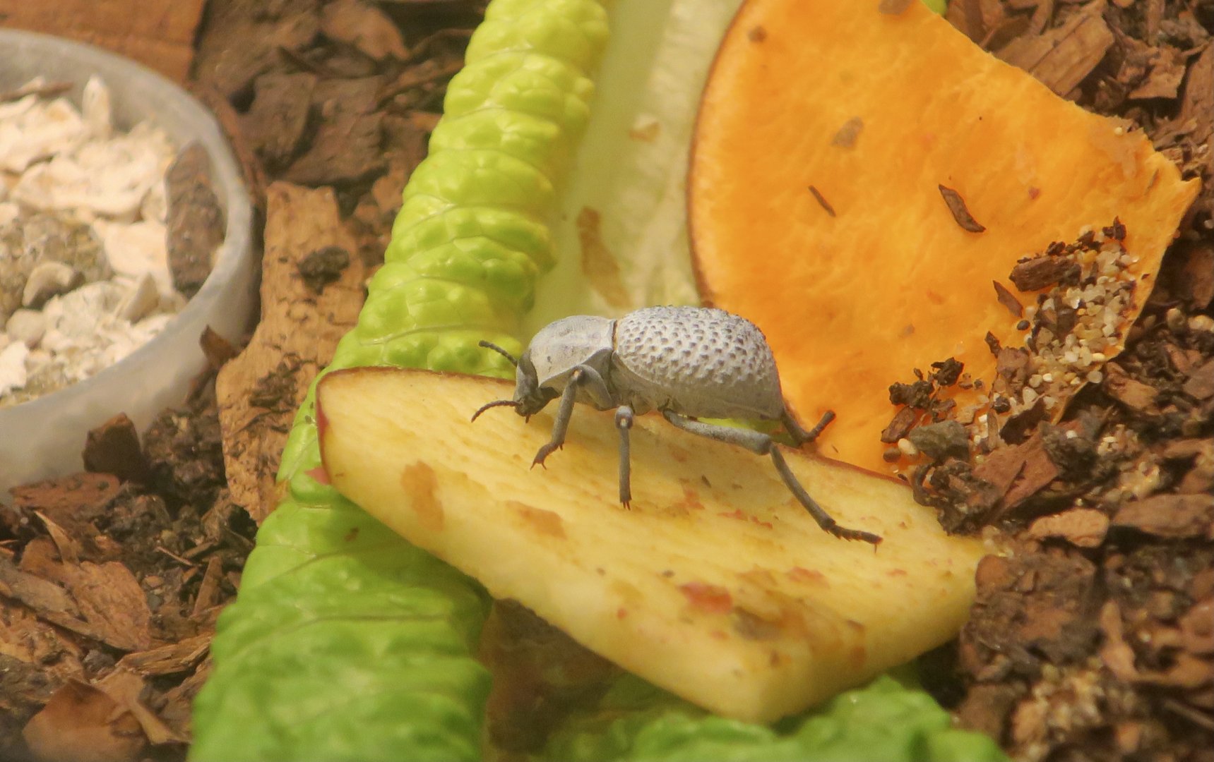 Blue Death-Feigning Beetle (Asbolus verrucosus)