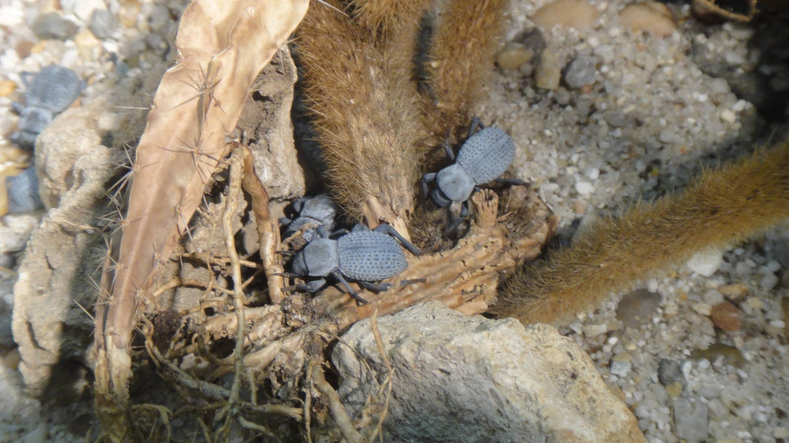 Blue death feigning beetle at Museum of life and science 2015-1-31