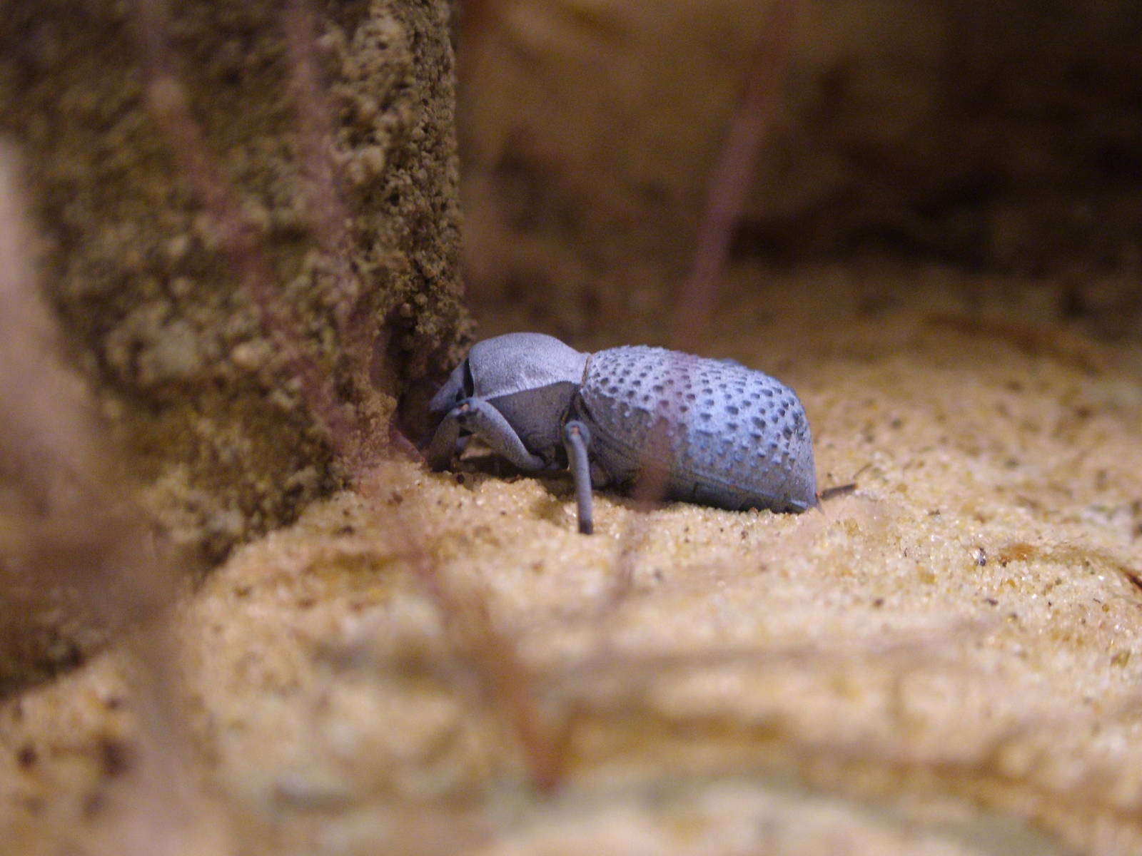 Blue Death-Feigning Beetle at The Deep, 29/09/12