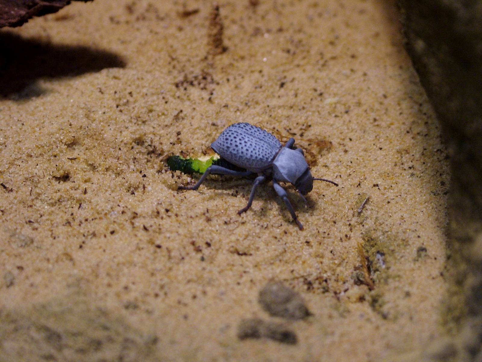 Blue Death-Feigning Beetle at The Deep, 29/09/12