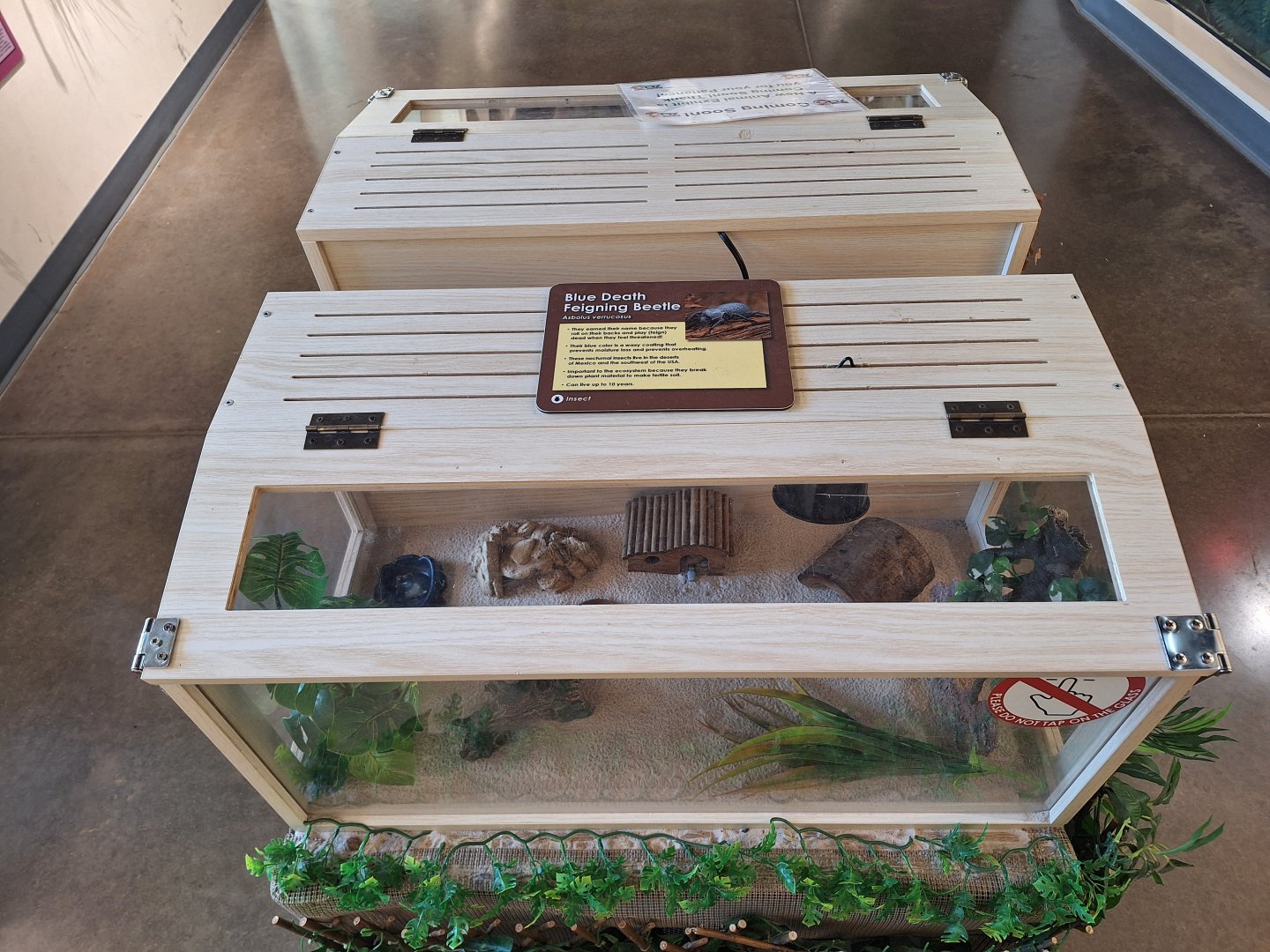 Blue Death Feigning Beetle Terrarium