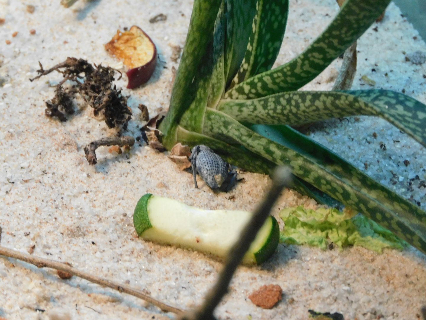 Blue death feigning beetle