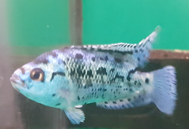 Blue Dempsey - Cichlasoma octofasciatum