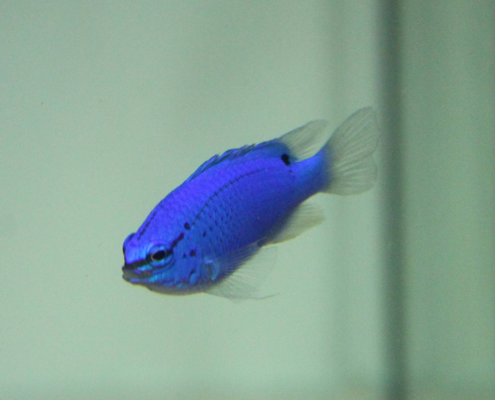 Blue Devil (Chrysiptera cyanea)