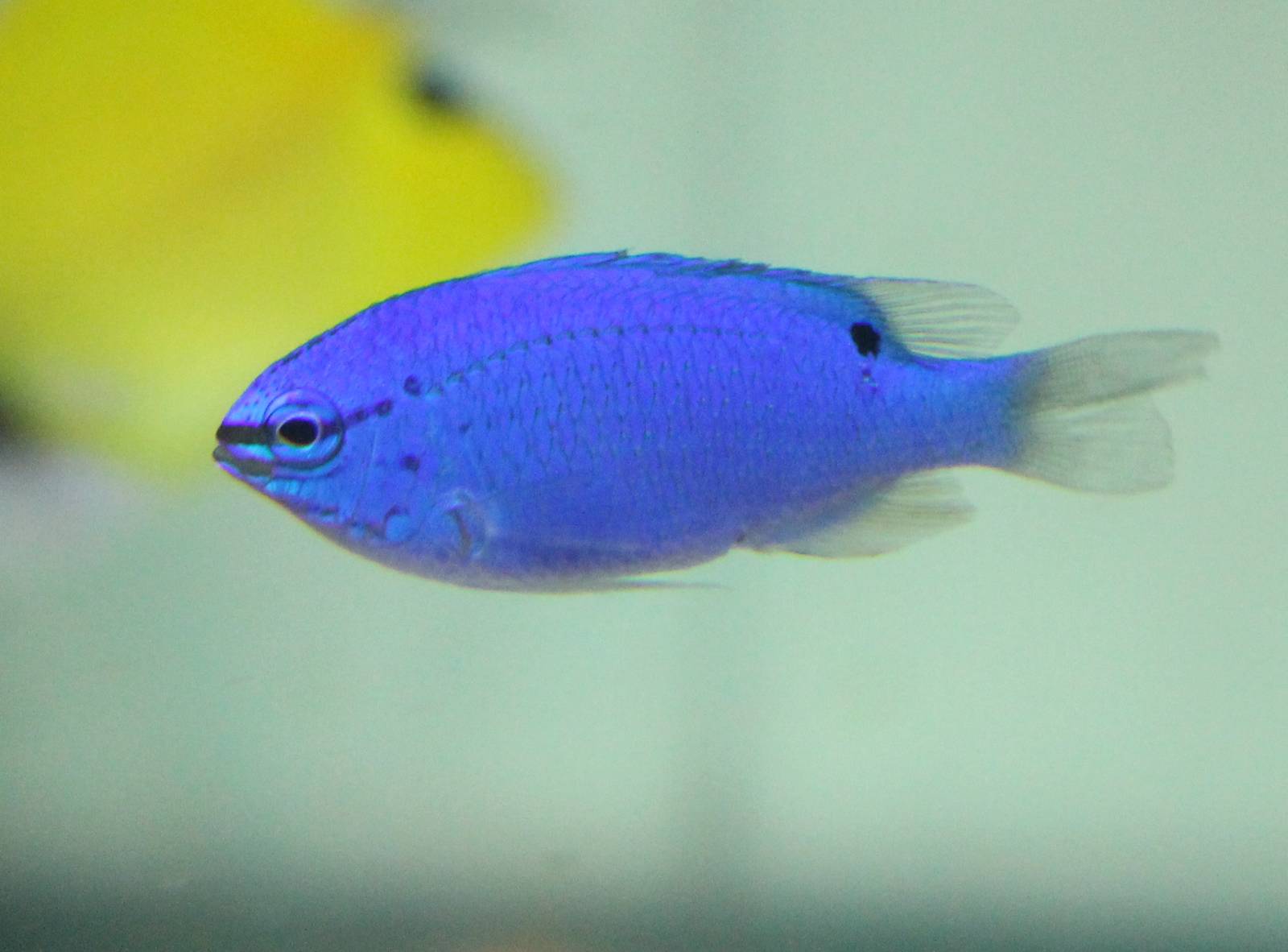 Blue Devil (Chrysiptera cyanea)