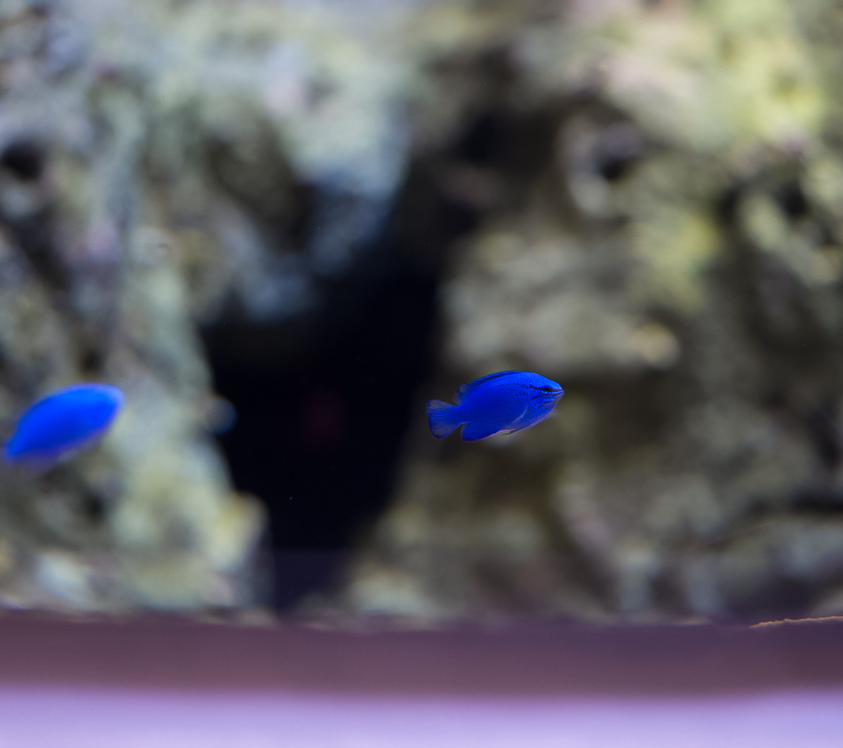 Blue Devil Damselfish & Blue Sapphire Damselfish