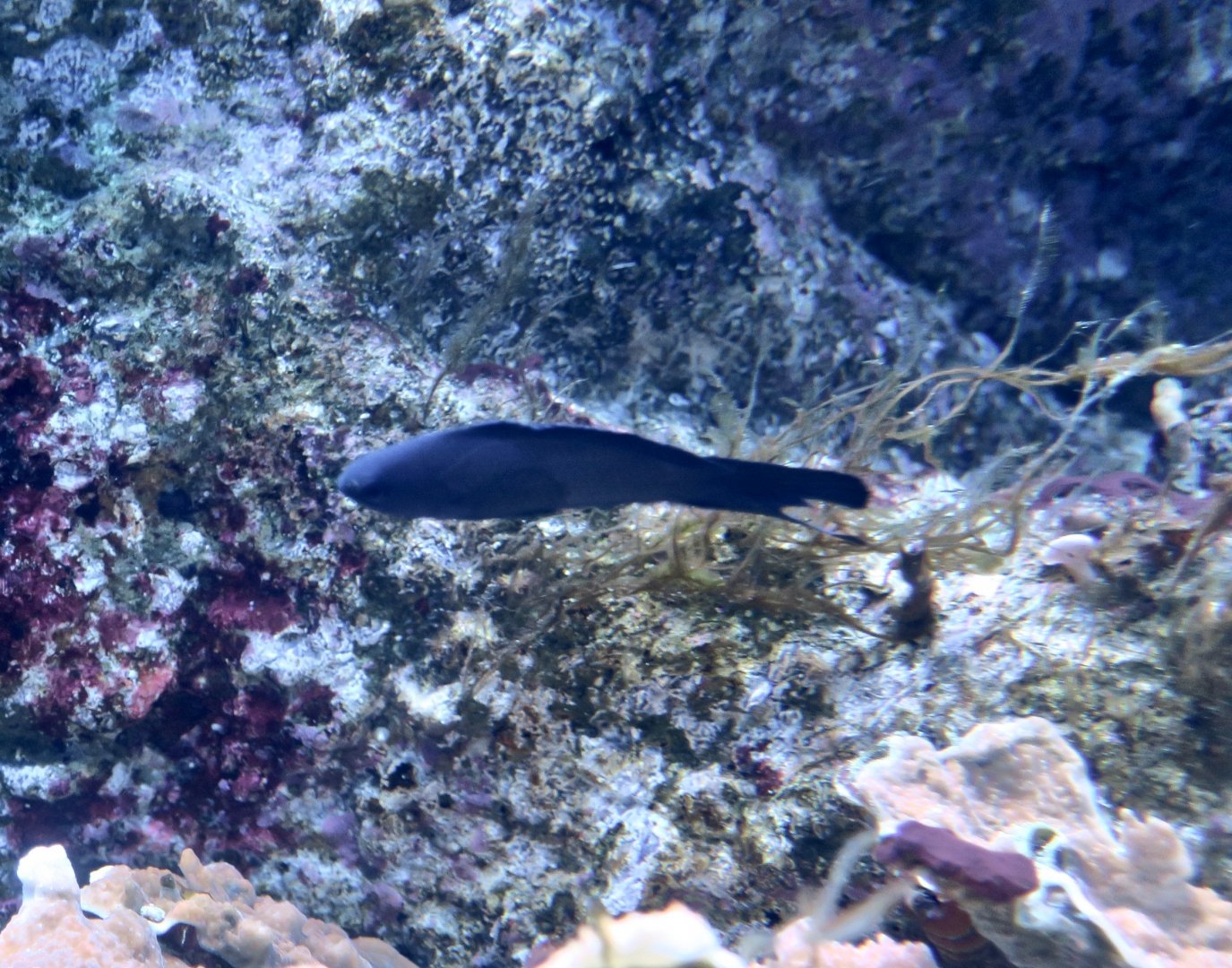 Blue Devilfish (Assessor macneilli)