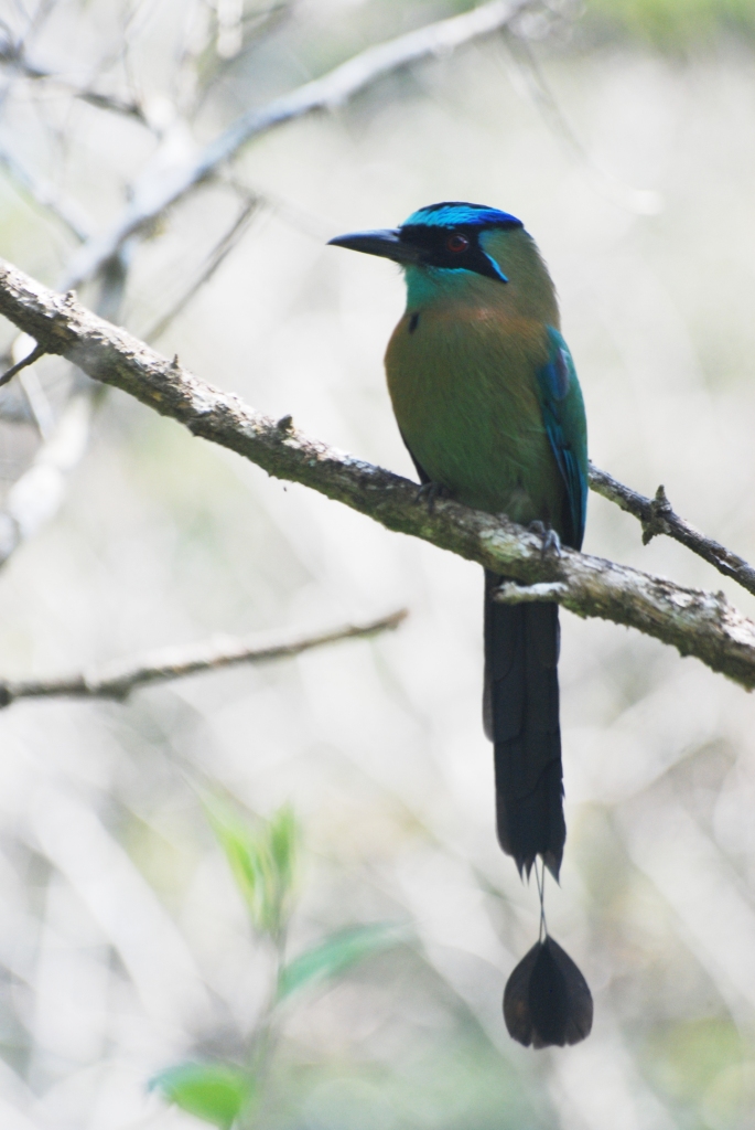 Blue-diademed Motmot at Monteverde Lodge, 19/04/14