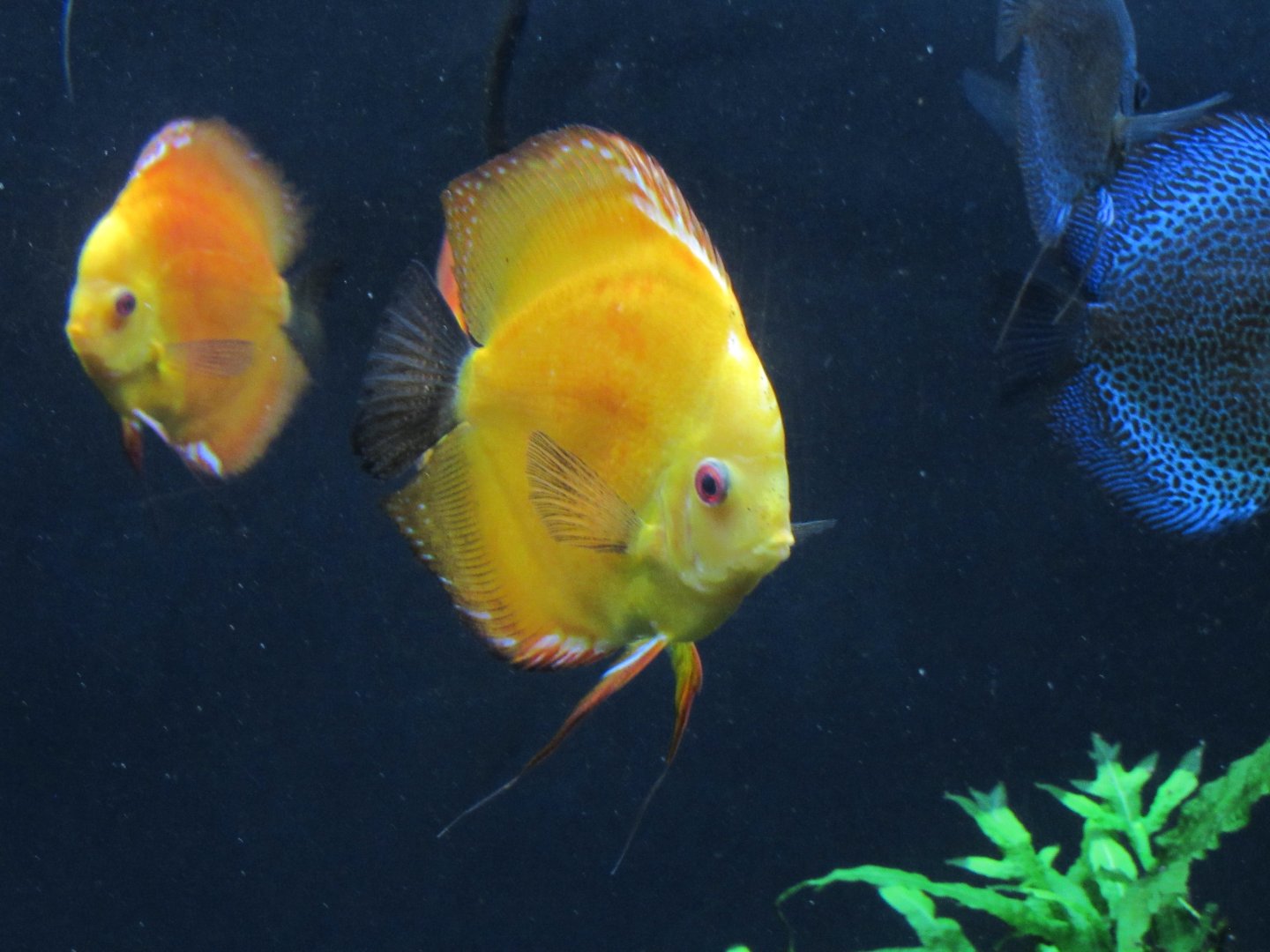Blue Discus (color morph) at Georgia Aquarium