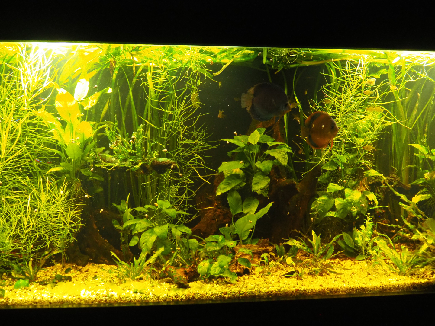 Blue discus fish and tetra tank, 2020-09-03