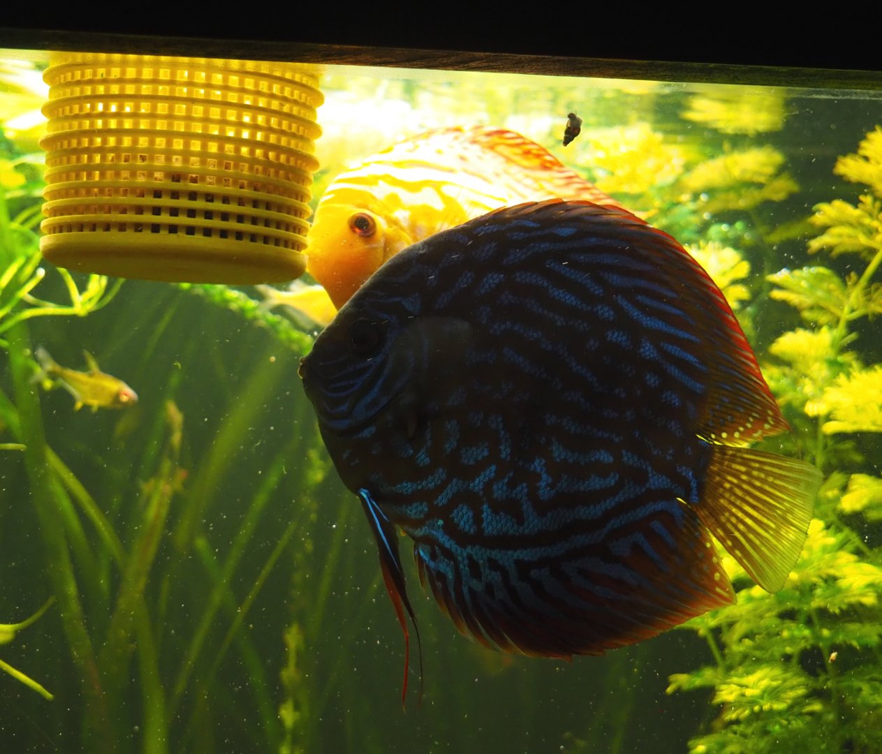 Blue discus fish (Symphysodon aequifasciatus), 2020-09-03