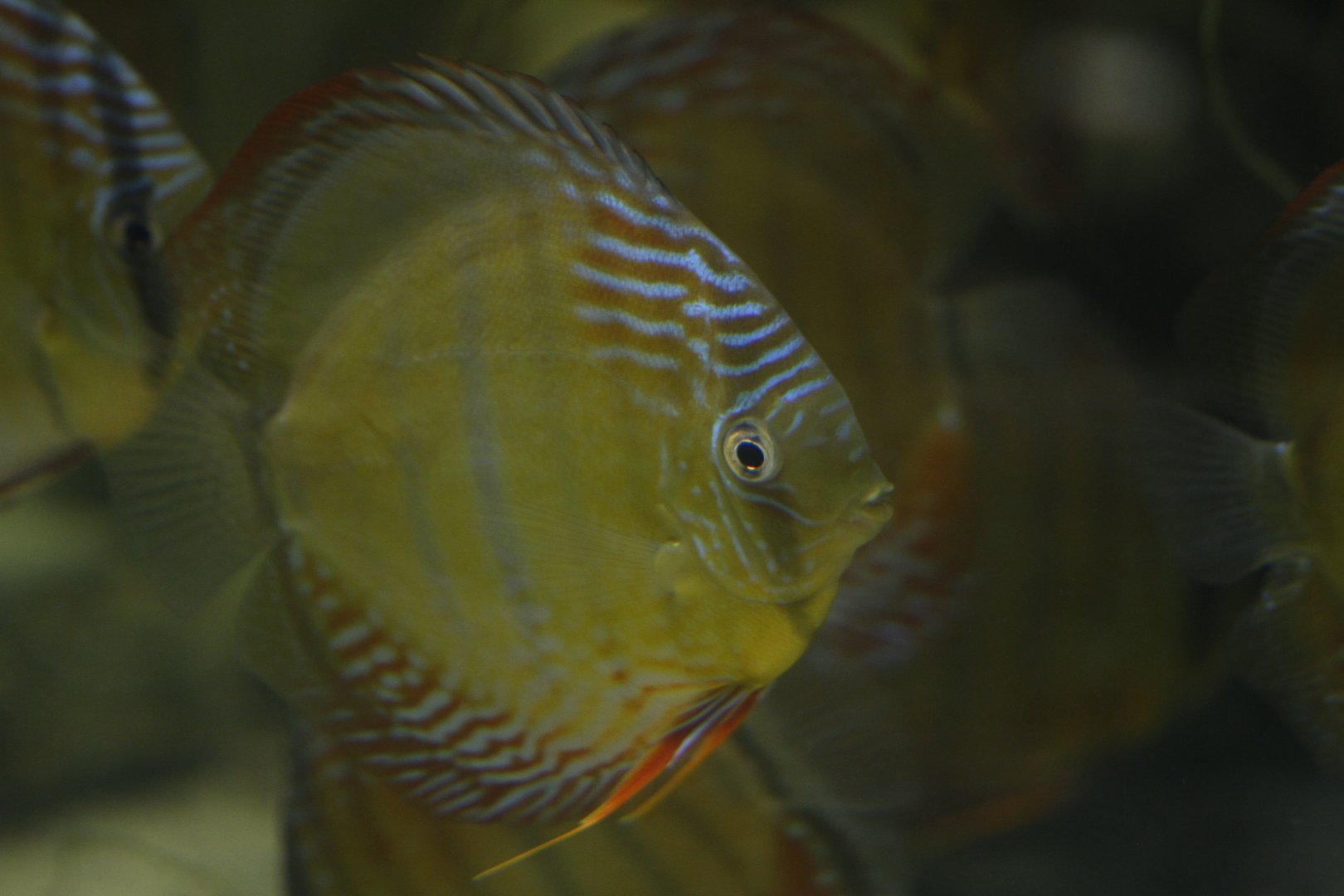 Blue discus (Symphysodon aequifasciata)