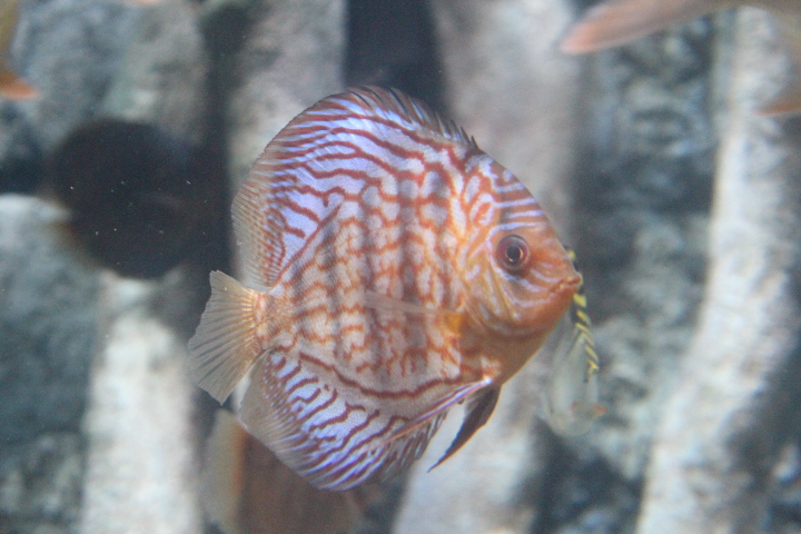 Blue discus (Symphysodon aequifasciatus) - BXSea