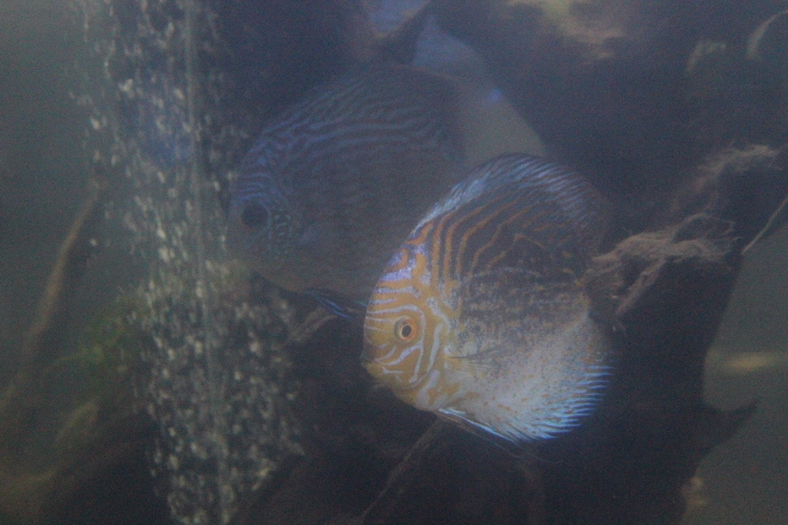 Blue discus (Symphysodon aequifasciatus)