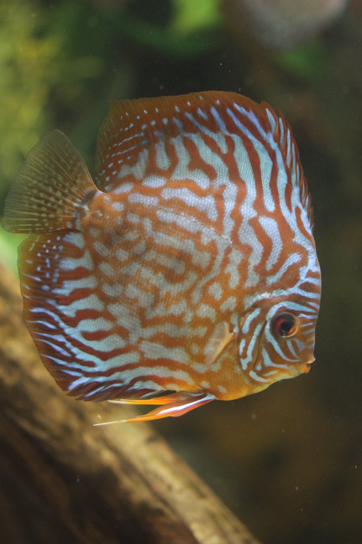 Blue discus (Symphysodon haraldi)