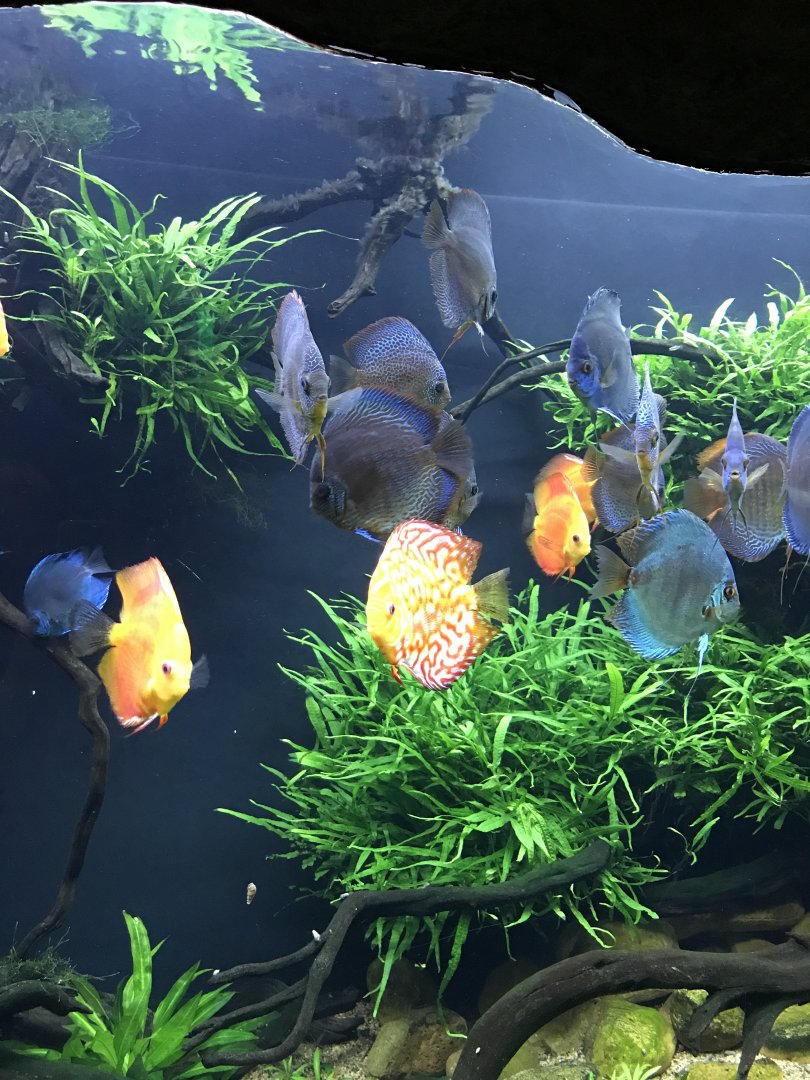 Blue discus