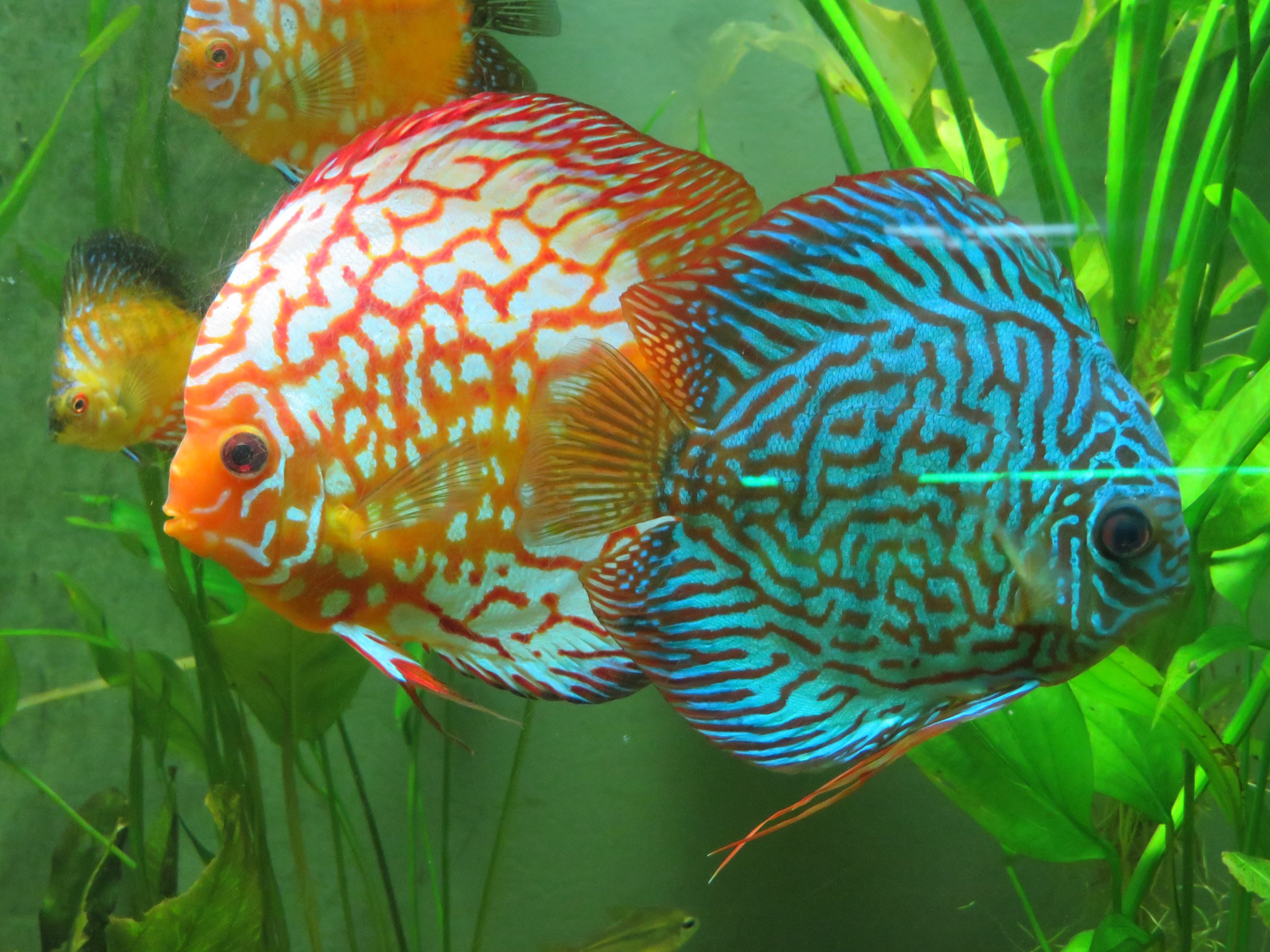 Blue Discus