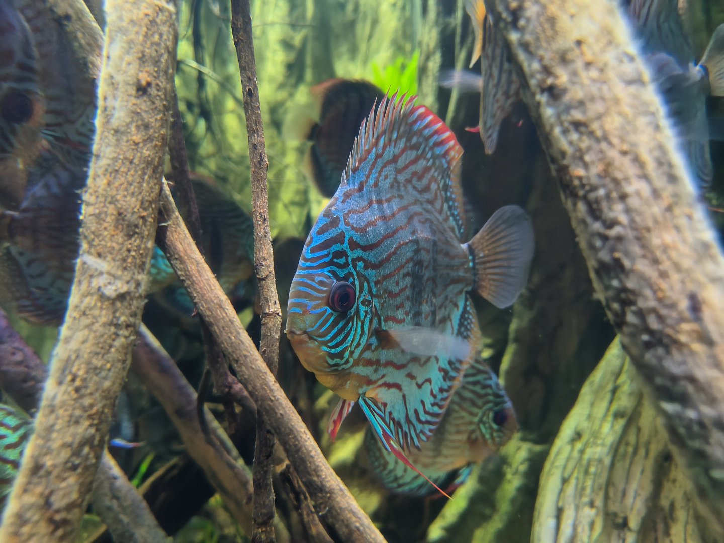 Blue Discus