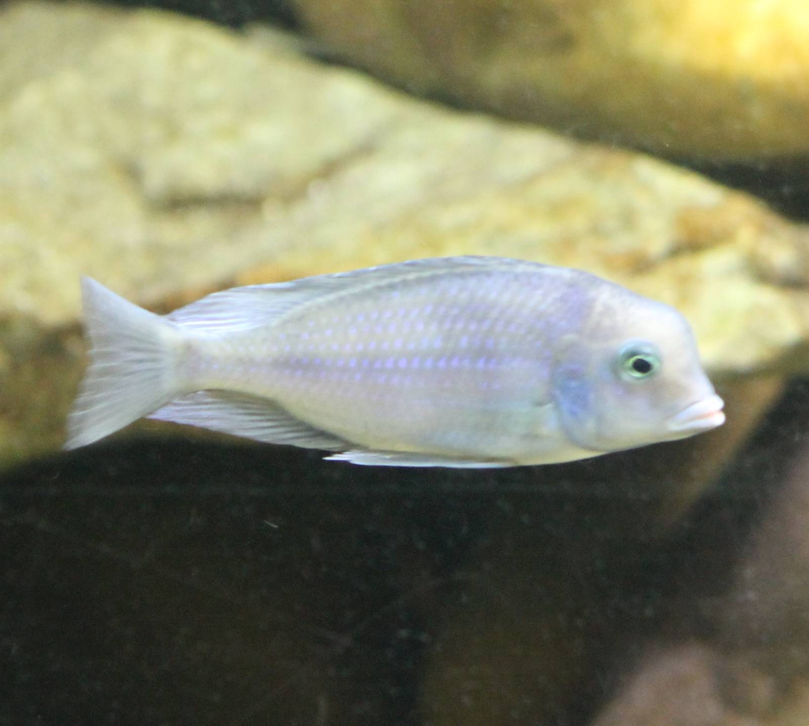 Blue dolphin chiclid