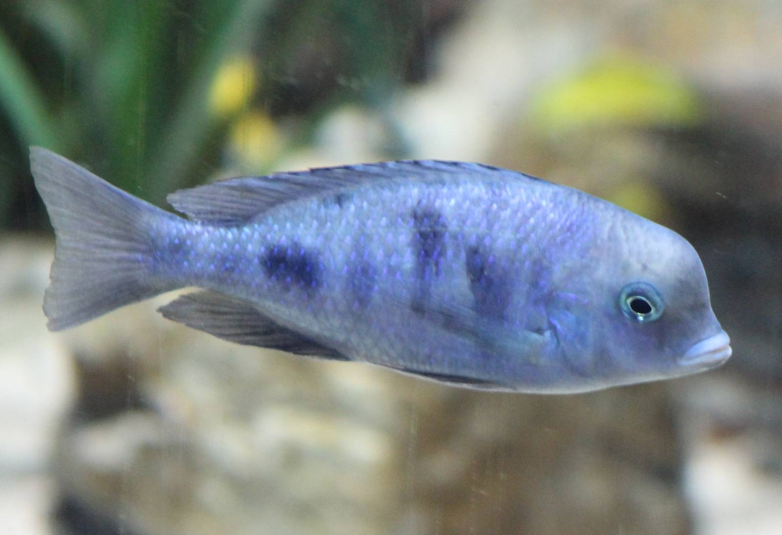 Blue dolphin chiclid