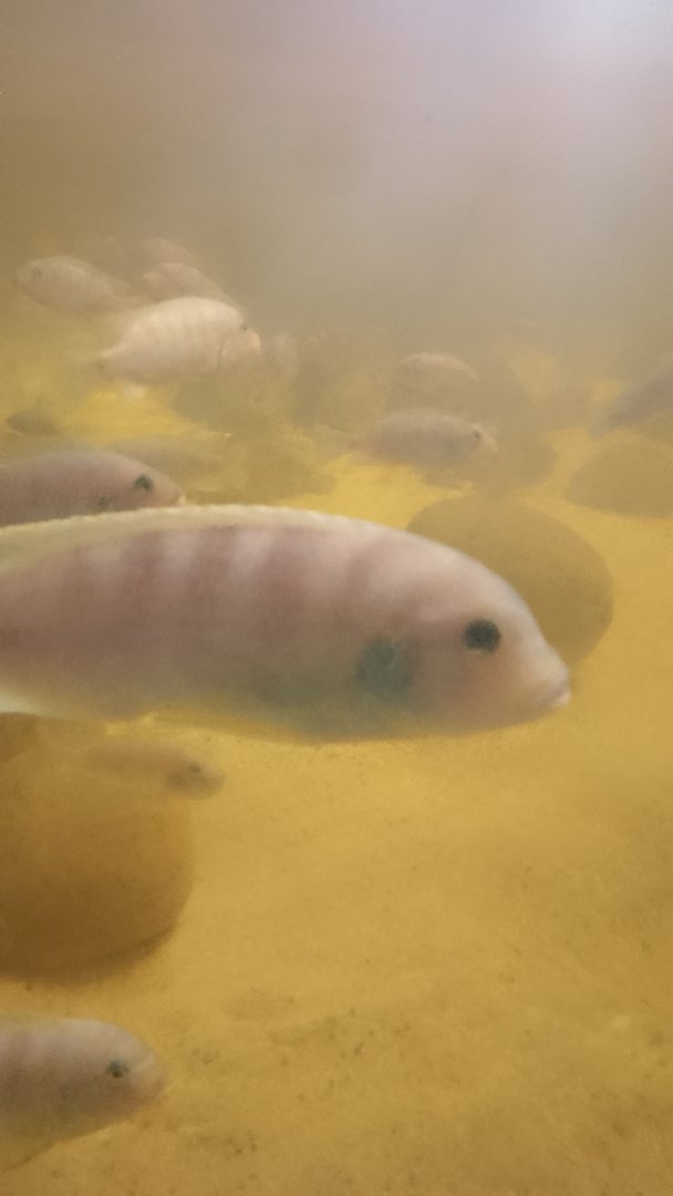 Blue dolphin chiclid