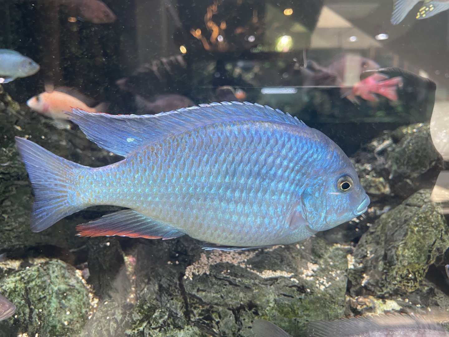 blue dolphin cichlid (cyrtocara moorii)