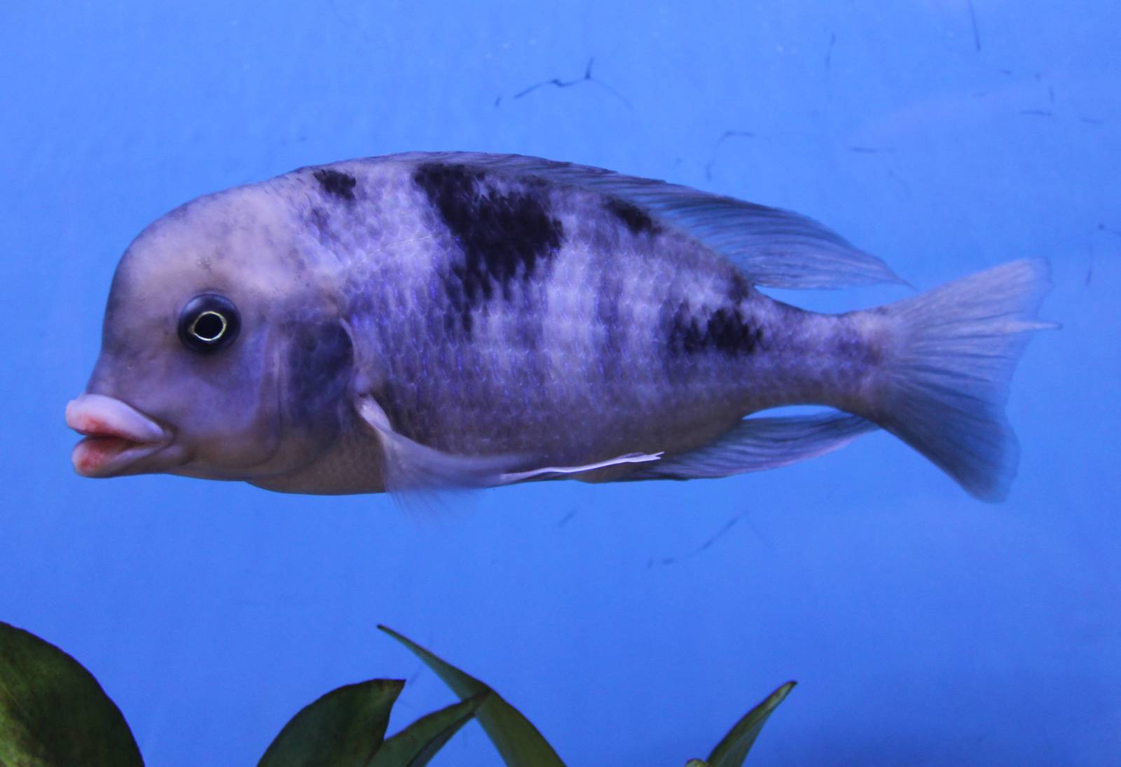 Blue dolphin cichlid