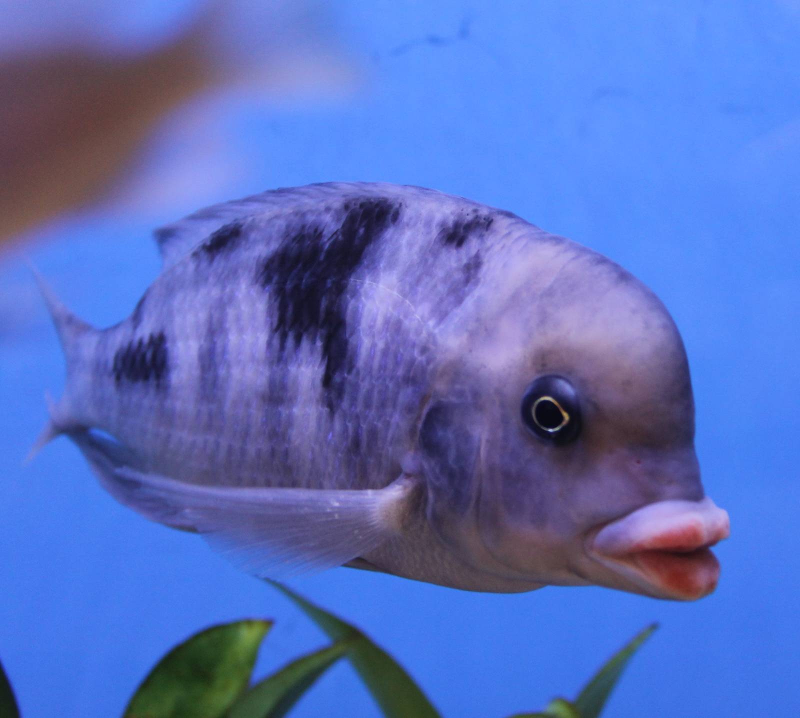 Blue dolphin cichlid