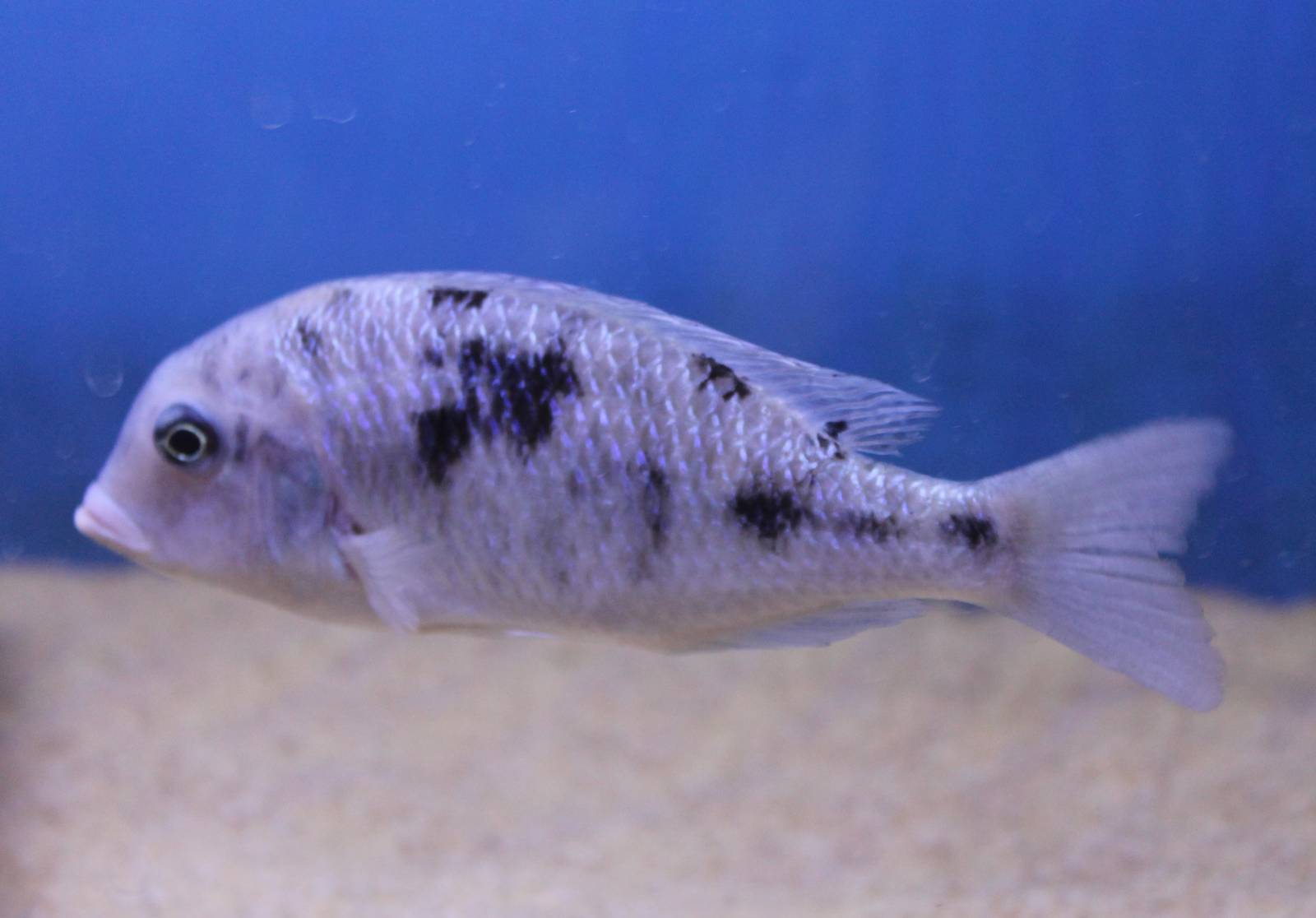 Blue dolphin cichlid