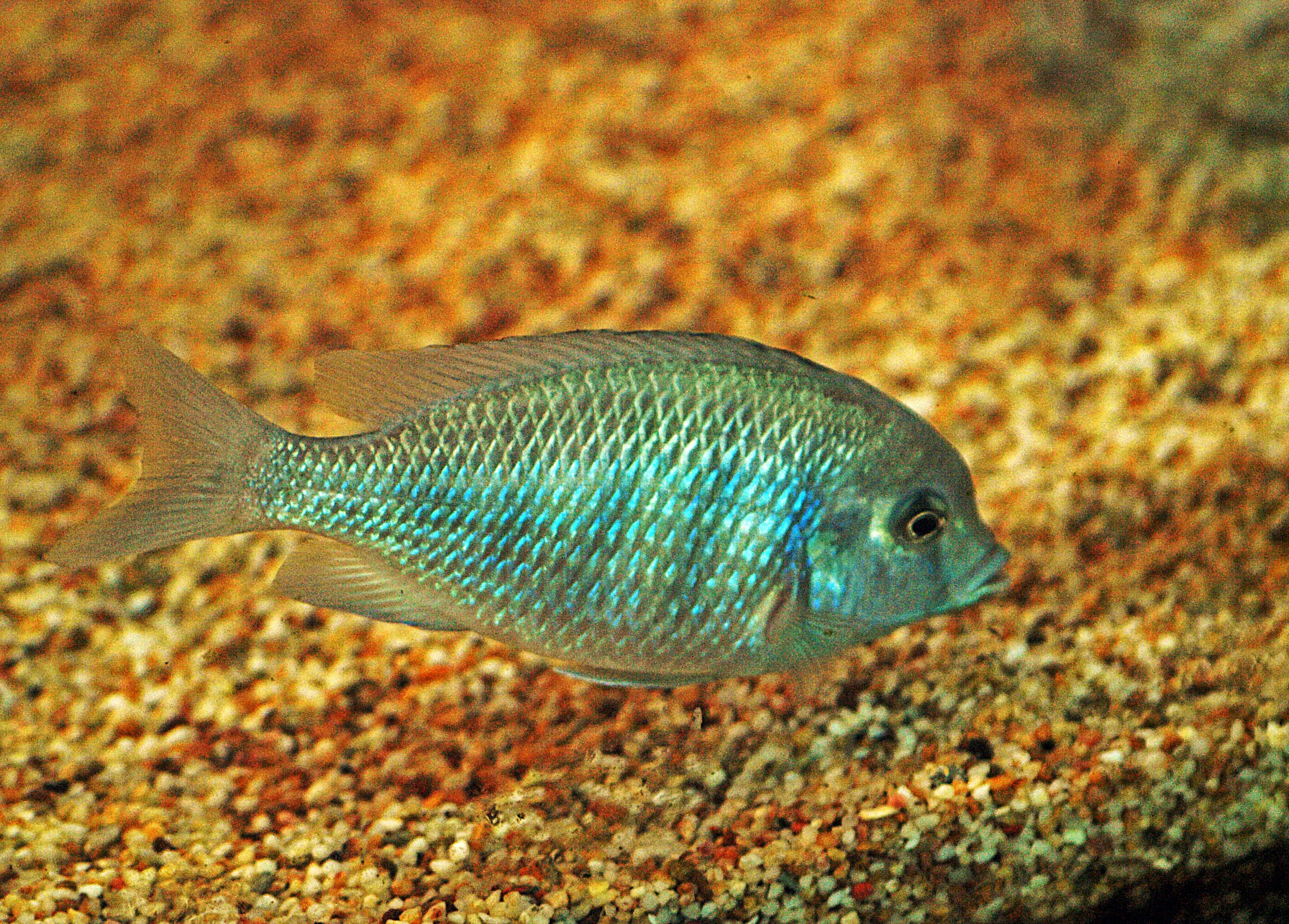 Blue dolphin cichlid