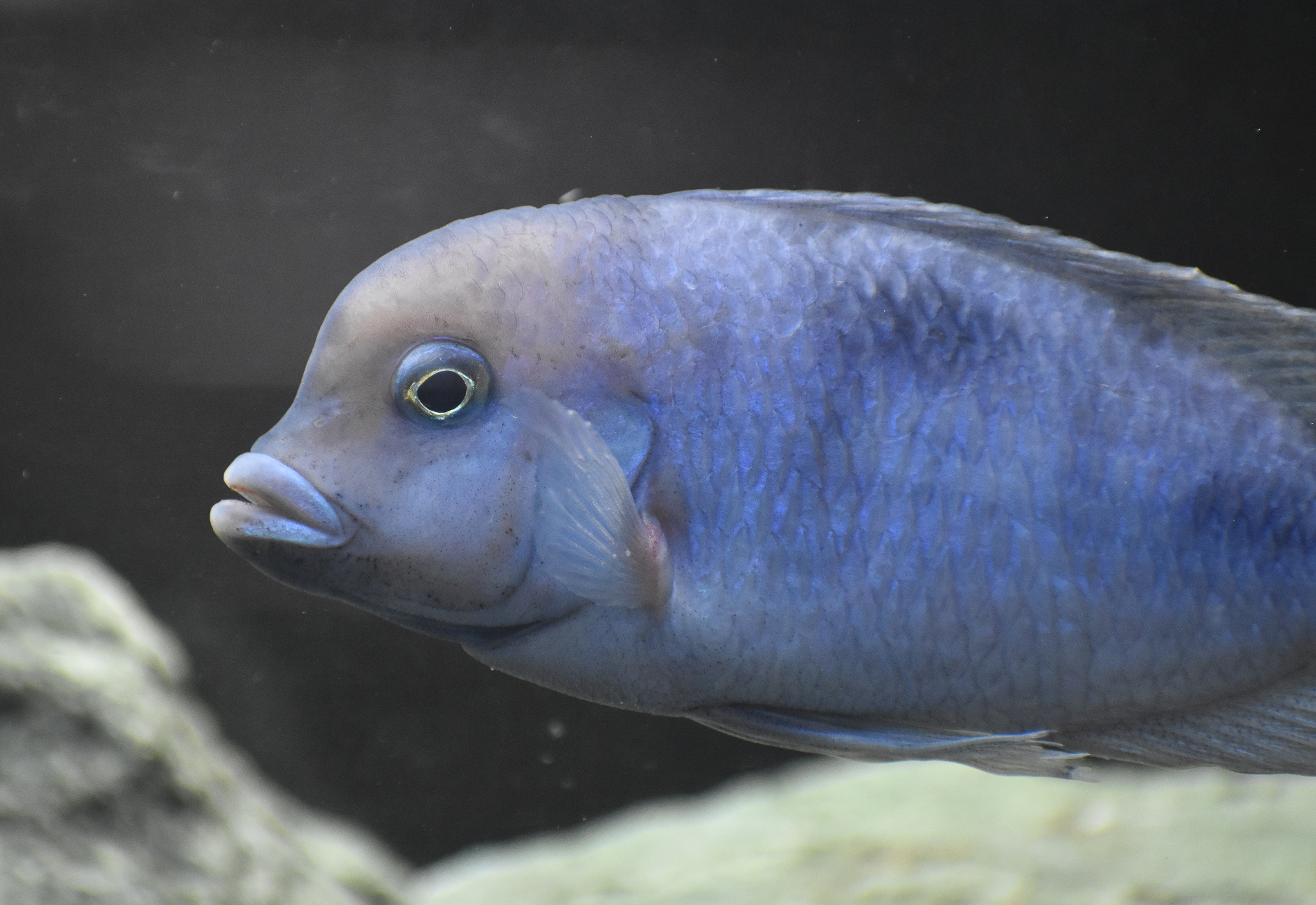 Blue Dolphin Cichlid