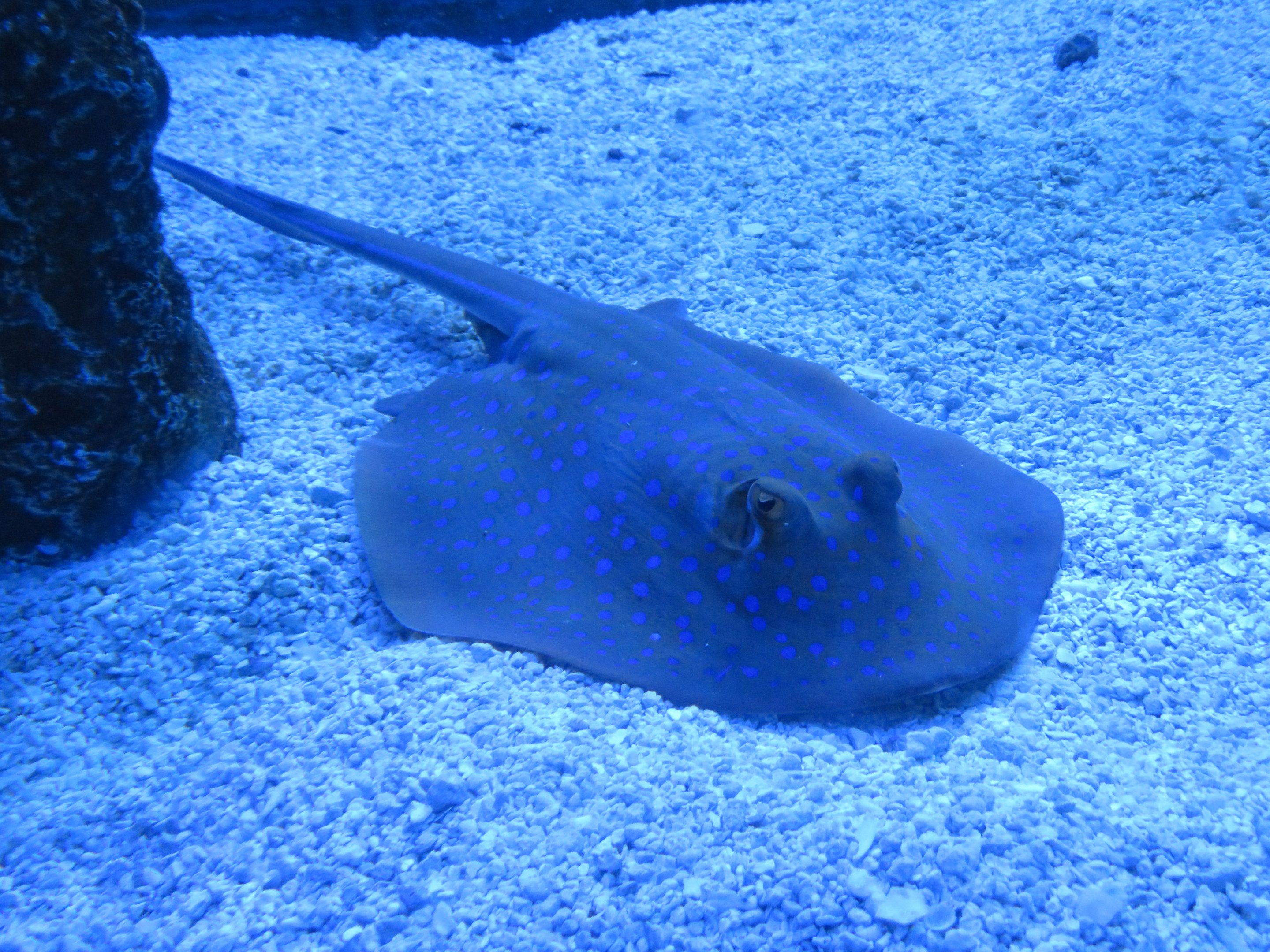Blue-dot Stingray