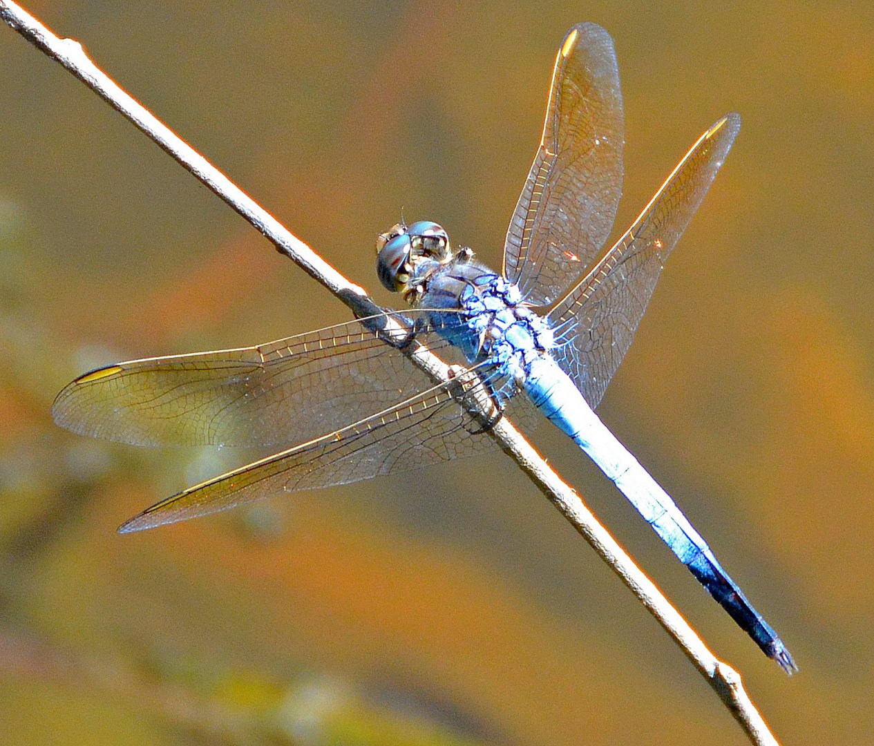 Blue dragonfly