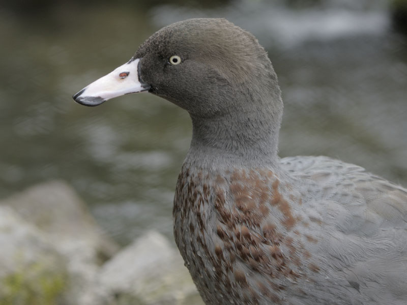 Blue duck (1)