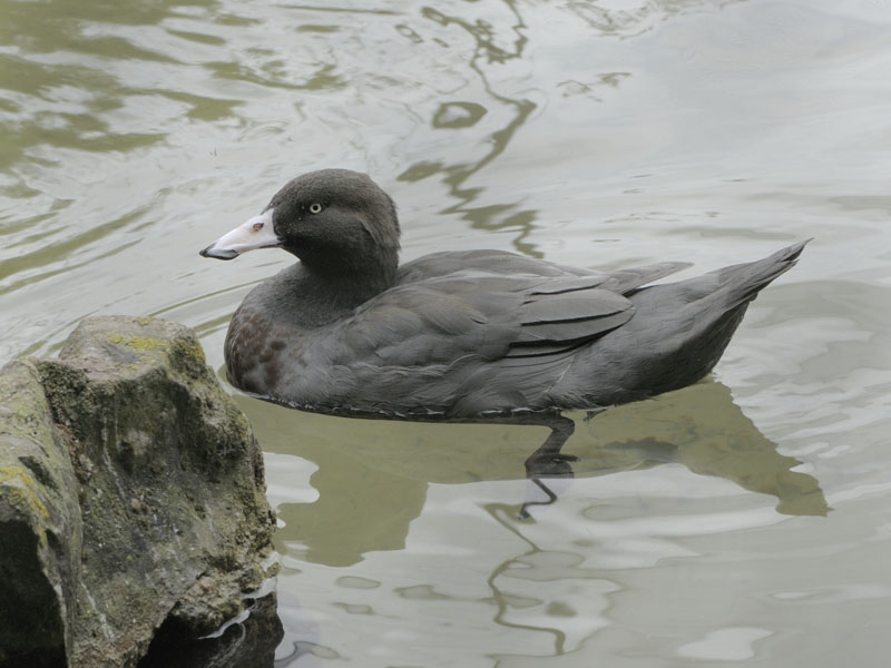 Blue duck (2)