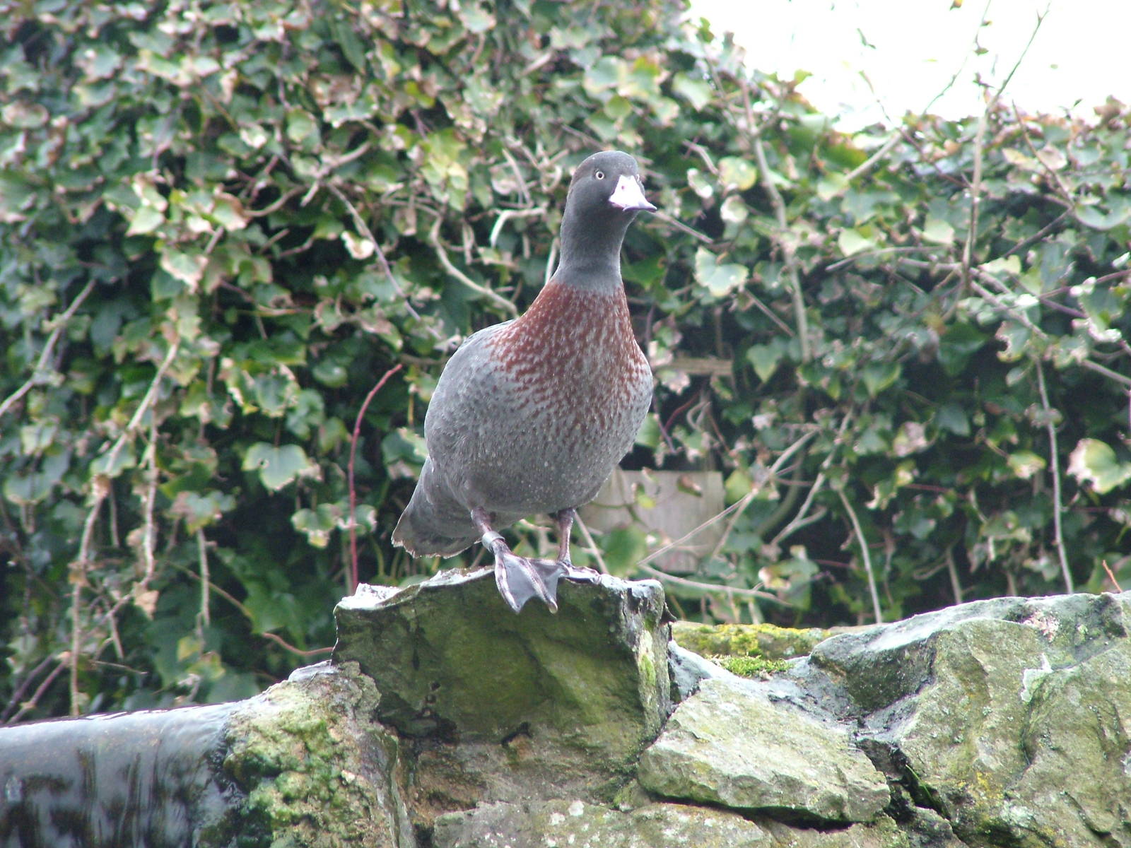 Blue Duck at Arundel WWT 13/03/10