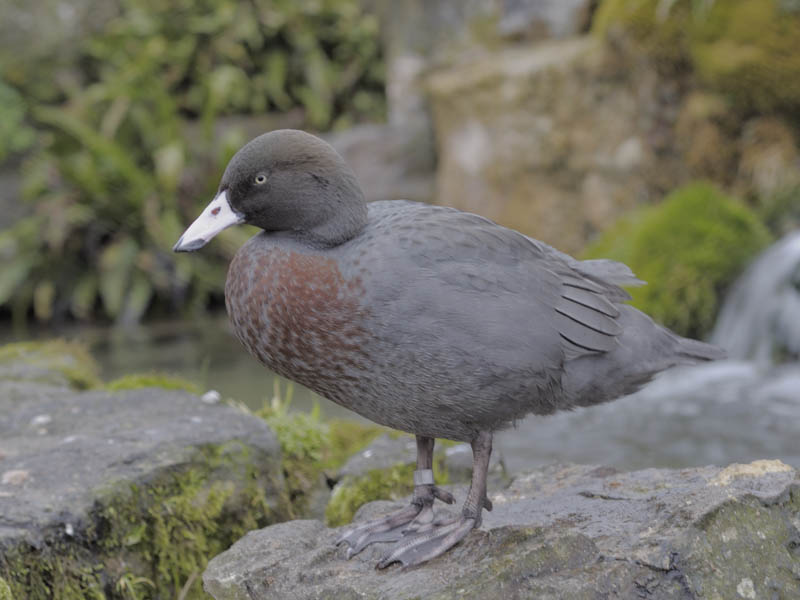 Blue duck at Arundel