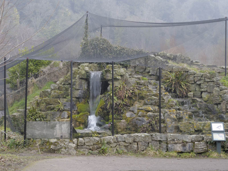 Blue duck aviary at Arundel