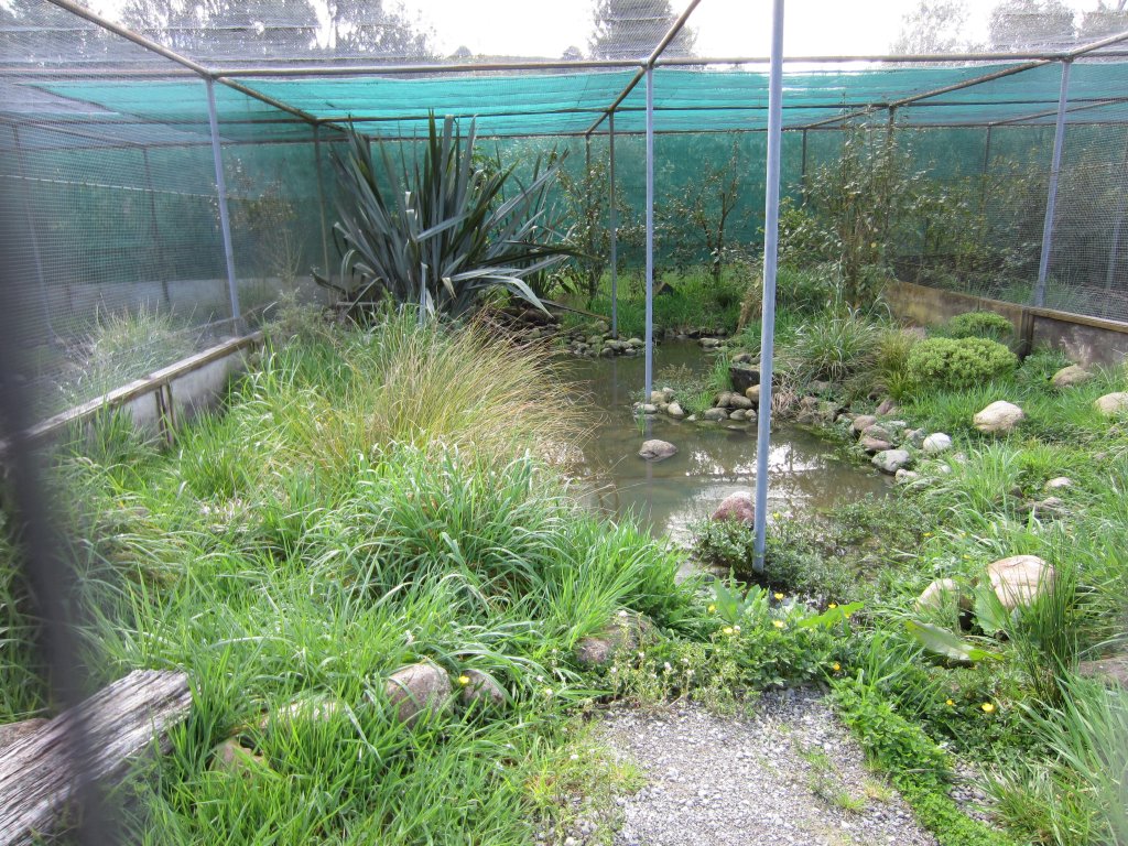 Blue Duck breeding aviaries