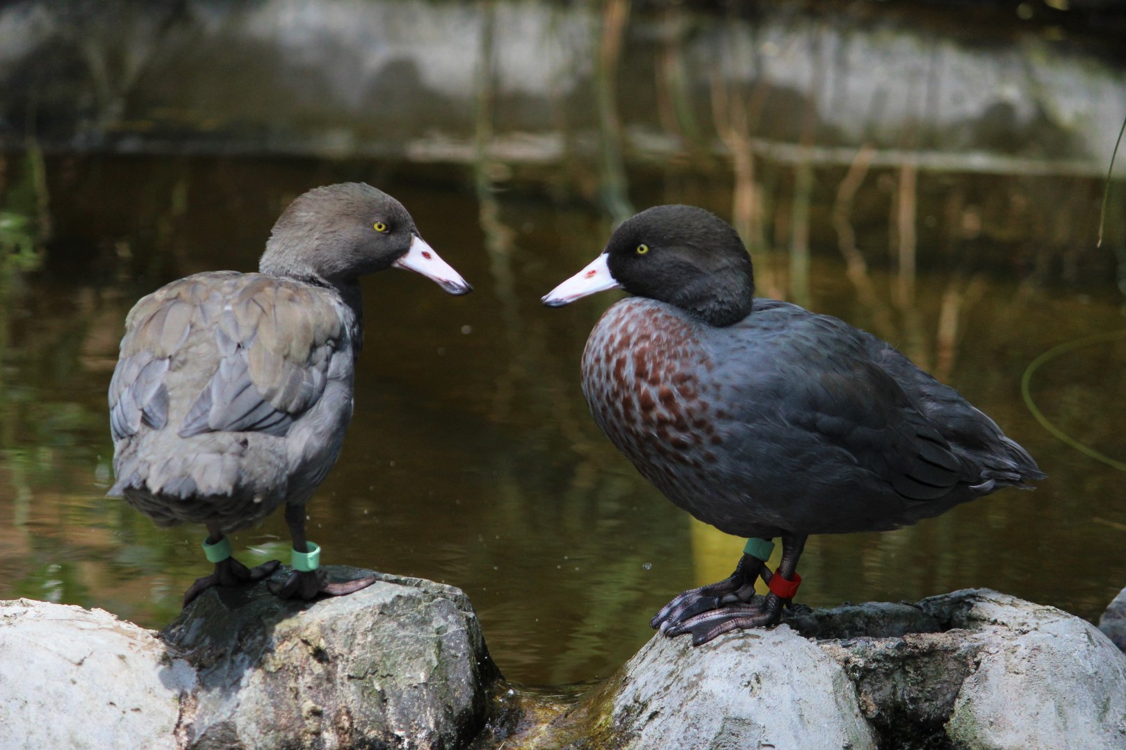 Blue Duck breeding pair
