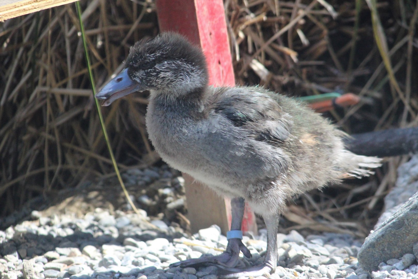 Blue Duck duckling, 1 month old