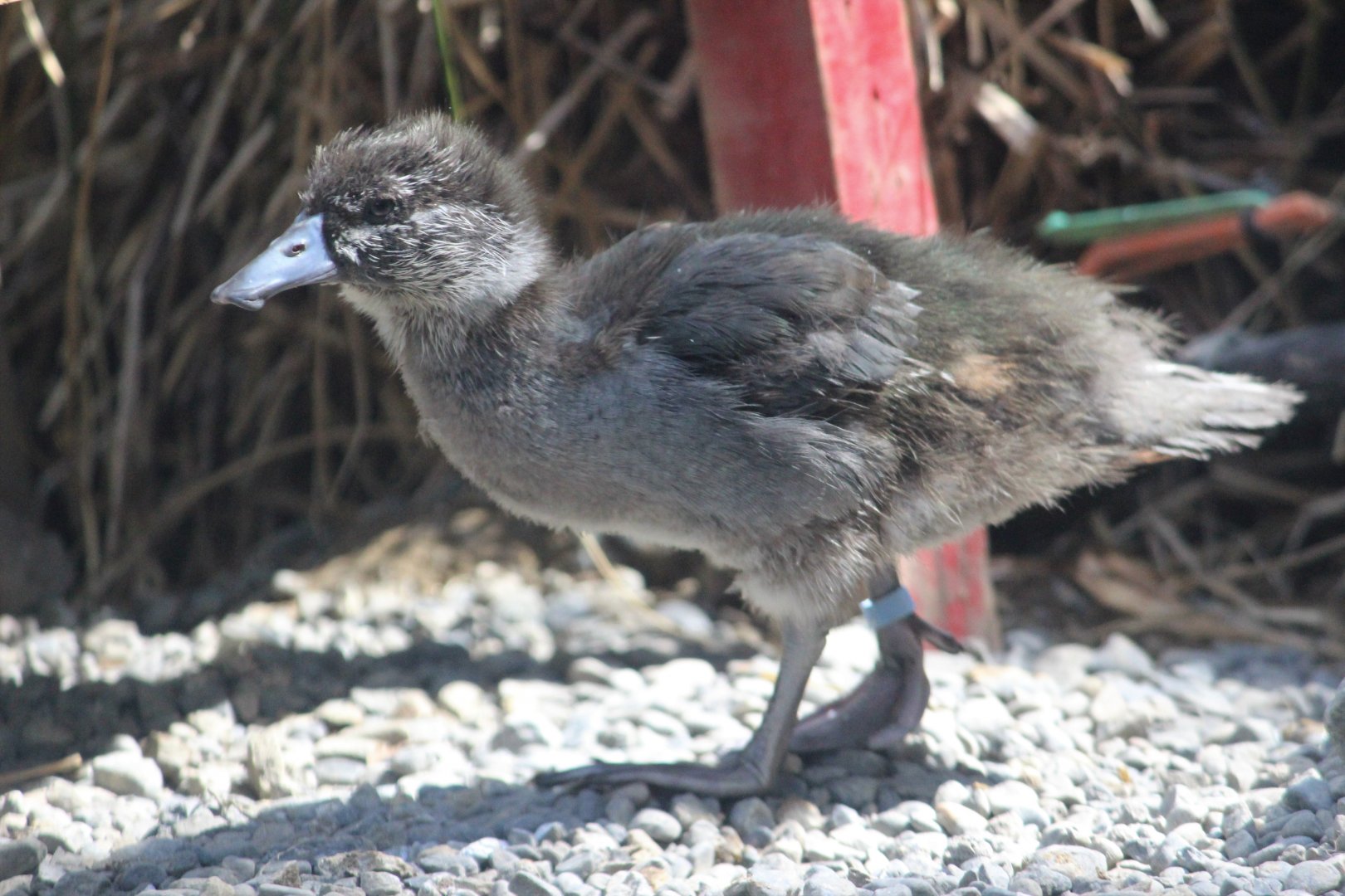 Blue Duck duckling, 1 month old
