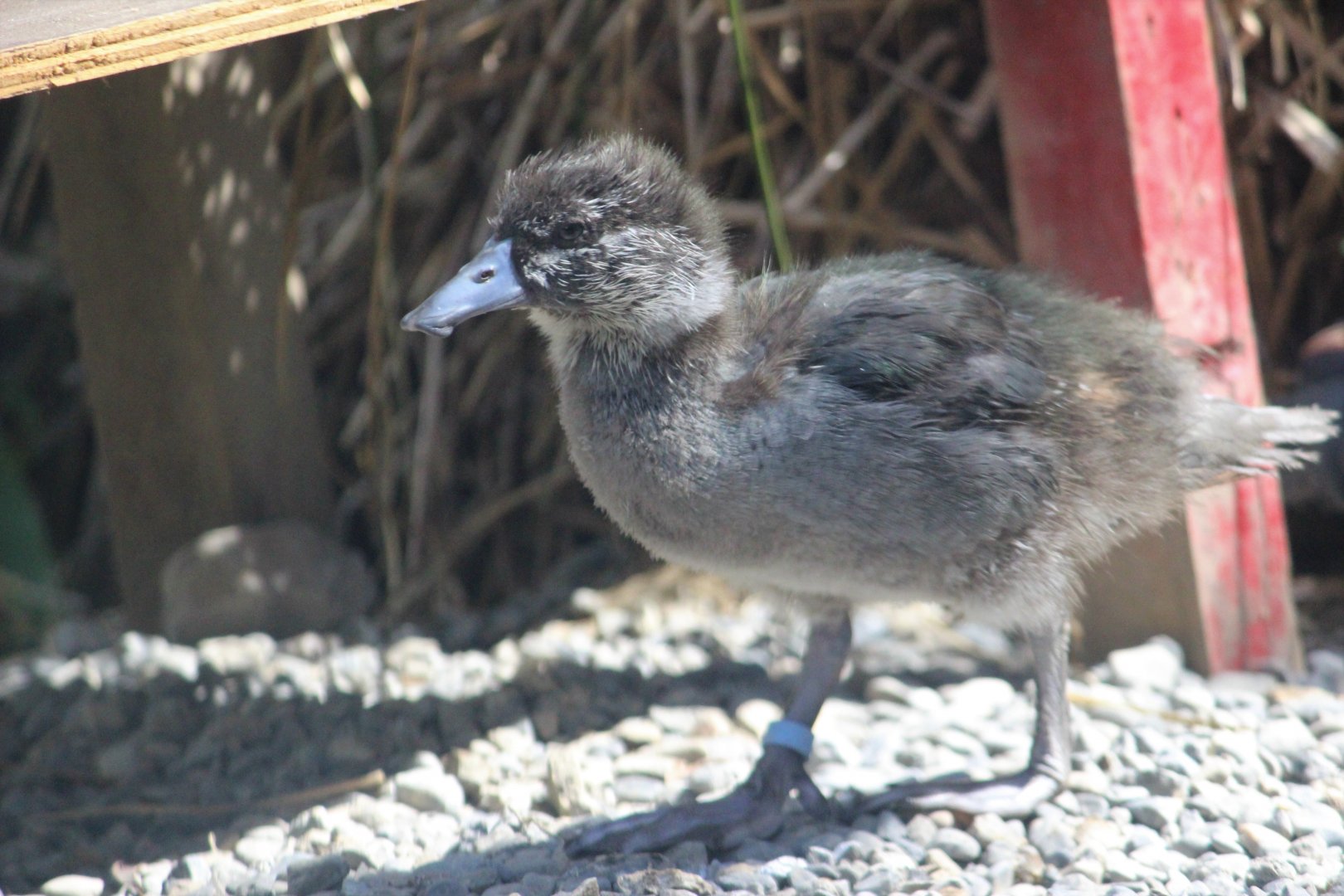 Blue Duck duckling, 1 month old
