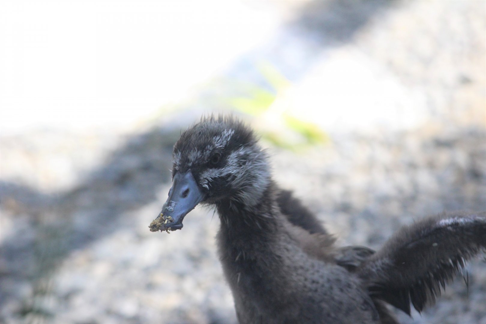 Blue Duck duckling, 1 month old