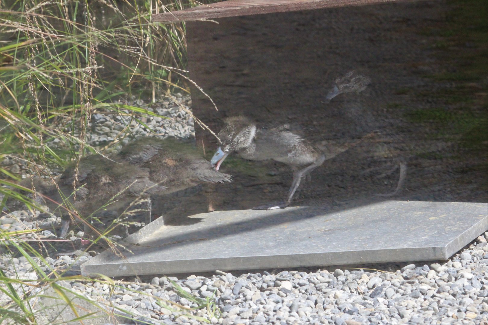 Blue Duck ducklings, 1 month old