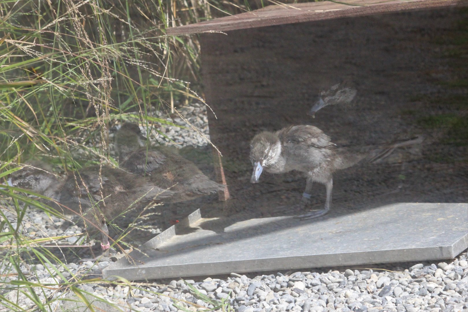 Blue Duck ducklings, 1 month old