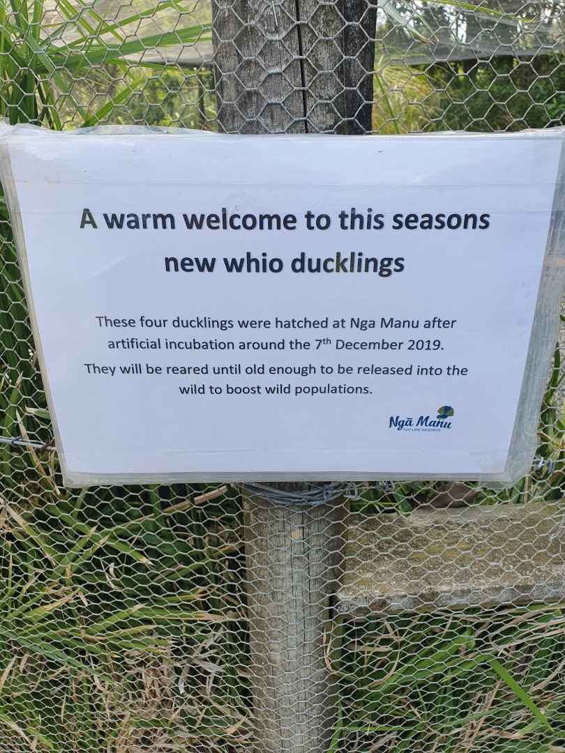 Blue Duck ducklings sign